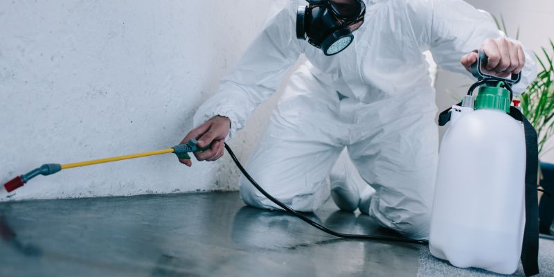 Como é Feita a Dedetização de Baratas em Natal: Conheça 6 Métodos Como é feita a dedetização de baratas em Natal